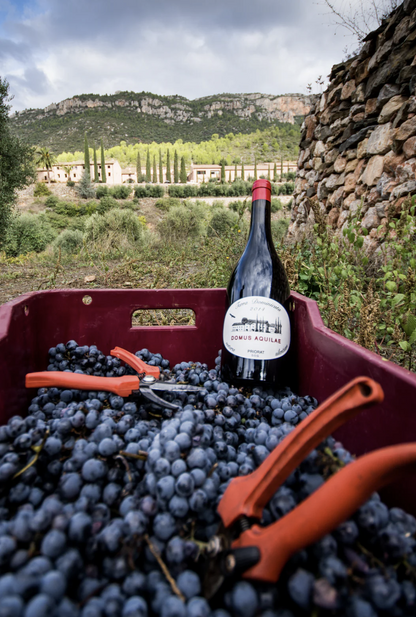 Domus Aquilae 2019 (750ml)